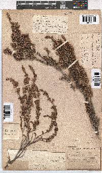 Erica placentiflora image