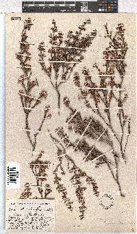 Erica placentiflora image