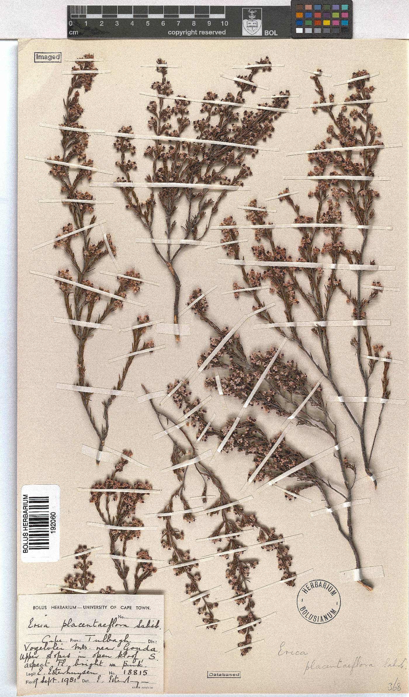 Erica placentiflora image