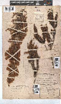 Erica imbricata image