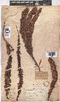 Erica imbricata image