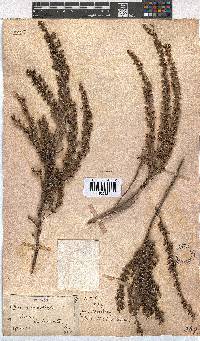 Erica imbricata image