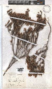 Erica imbricata image