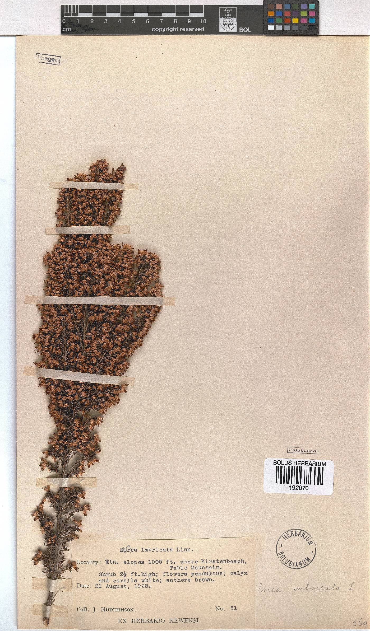 Erica imbricata image