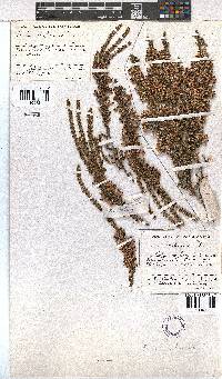 Erica imbricata image