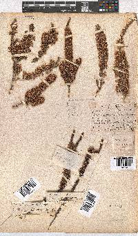 Erica imbricata image