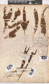 Erica imbricata image