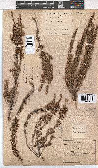 Erica imbricata image