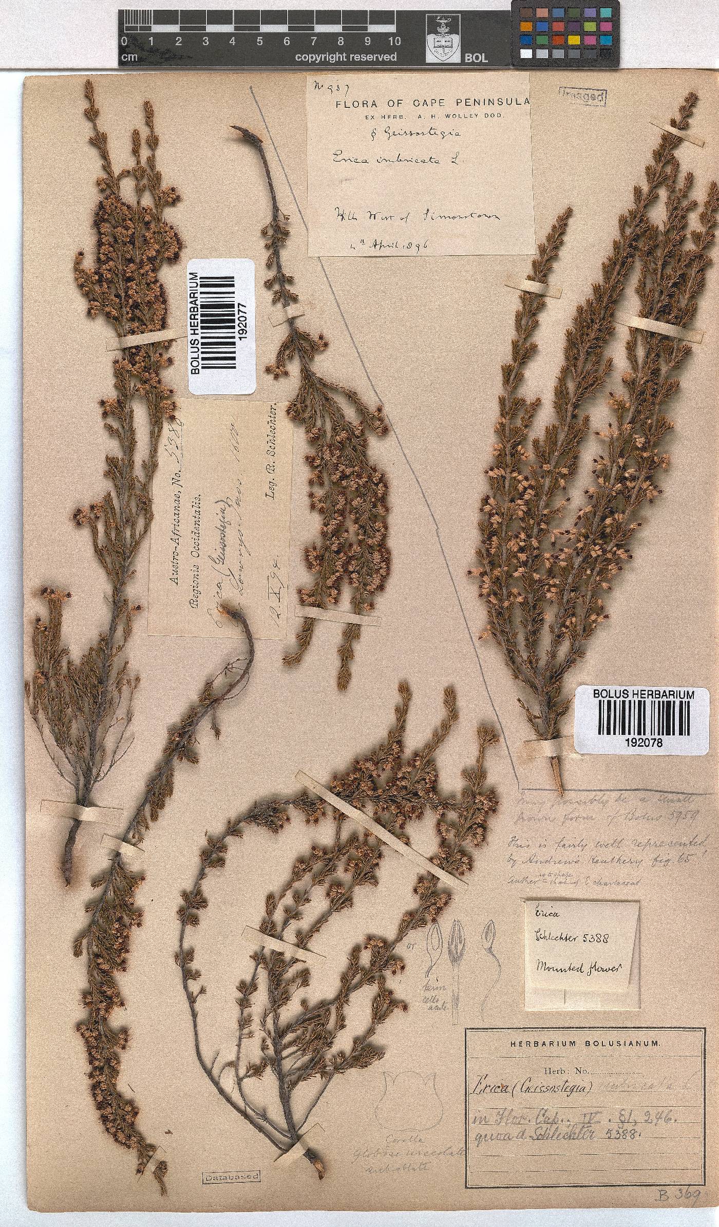 Erica imbricata image