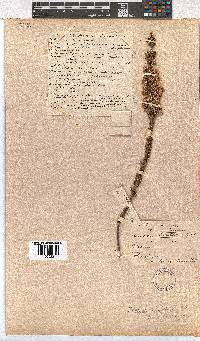 Erica imbricata image