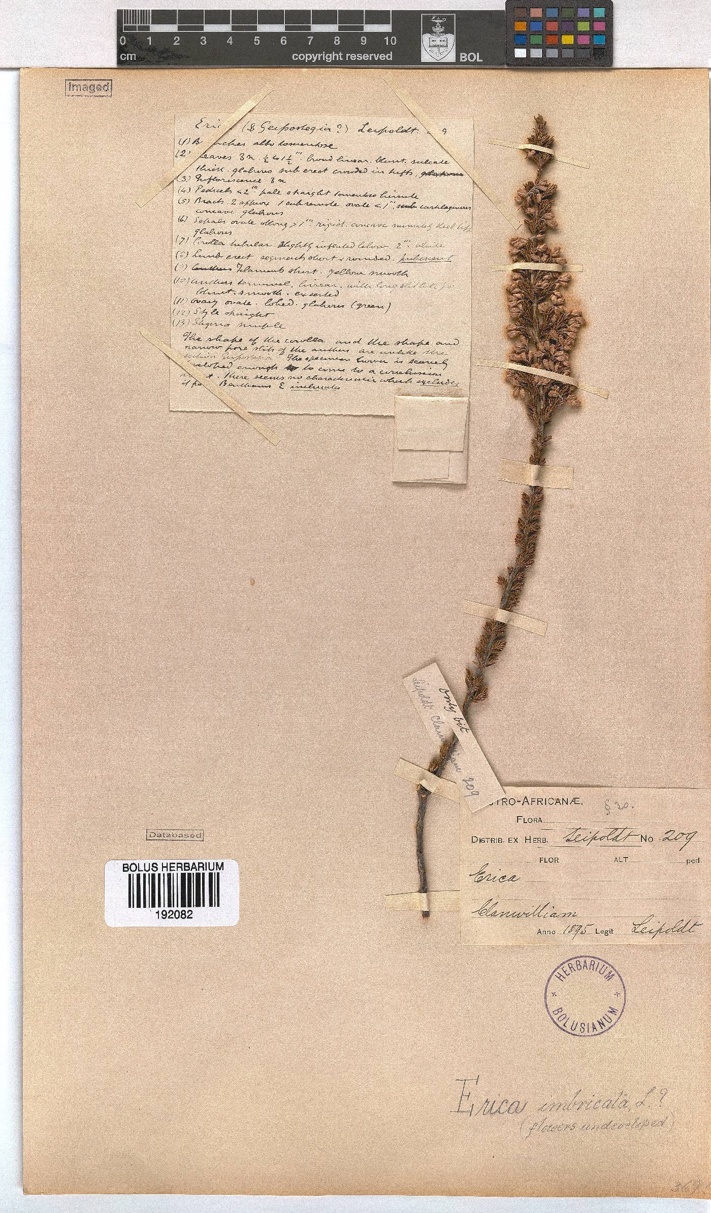 Erica imbricata image