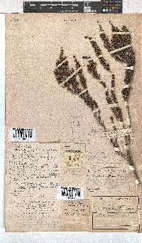 Erica imbricata image