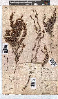 Erica imbricata image