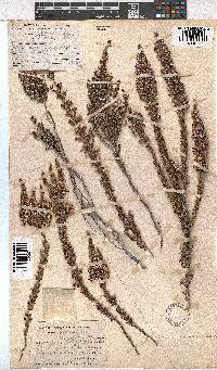 Erica imbricata image