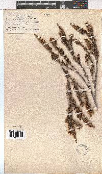 Erica imbricata image