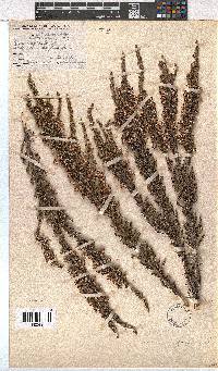 Erica imbricata image