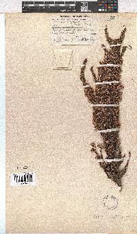 Erica imbricata image