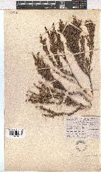 Erica imbricata image