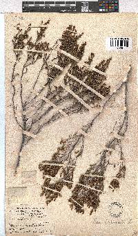 Erica imbricata image