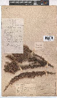 Erica imbricata image