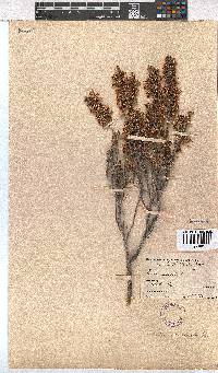 Erica imbricata image