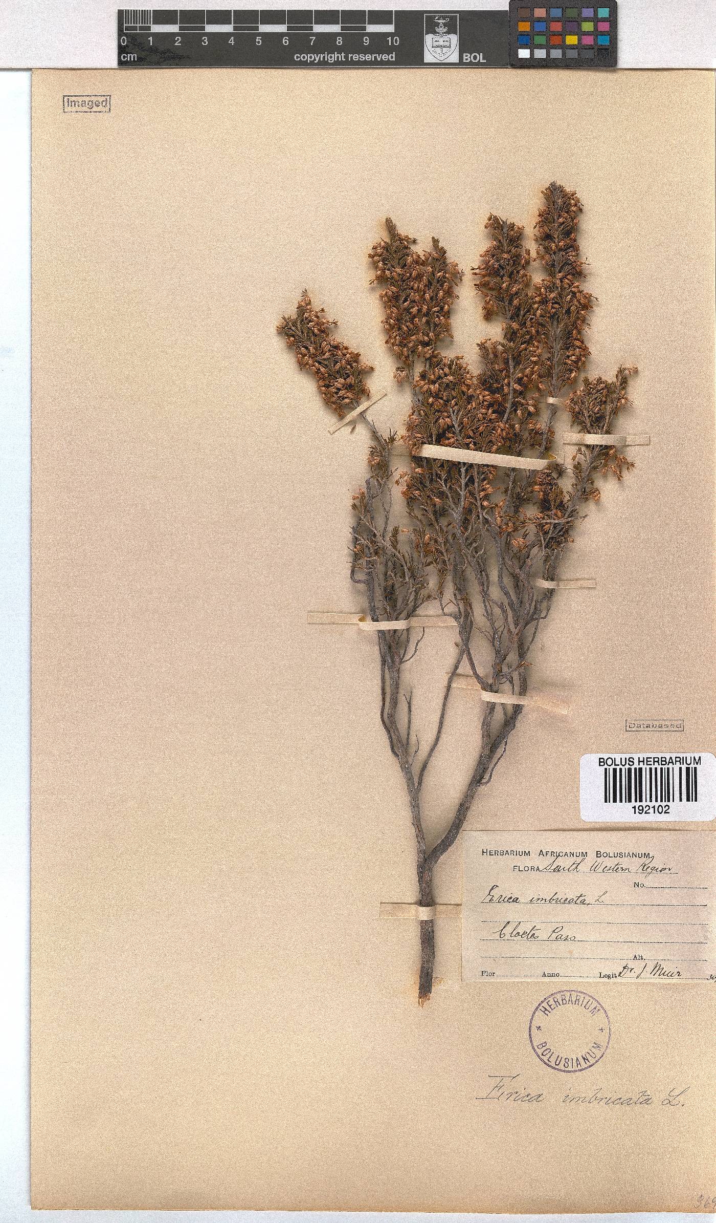 Erica imbricata image