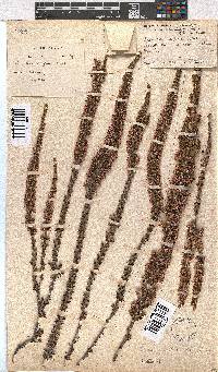 Erica imbricata image