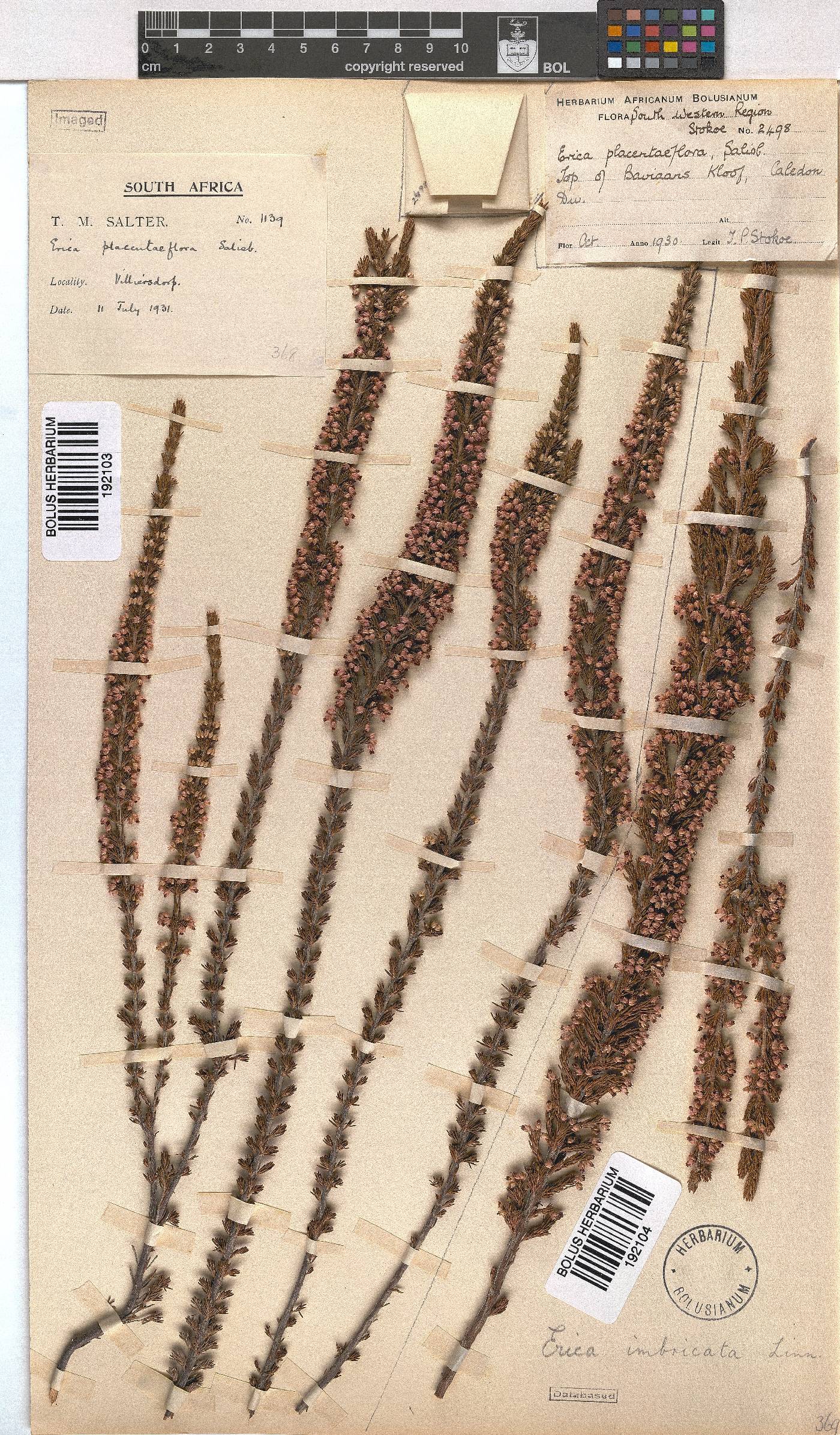 Erica imbricata image