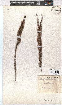 Erica imbricata image