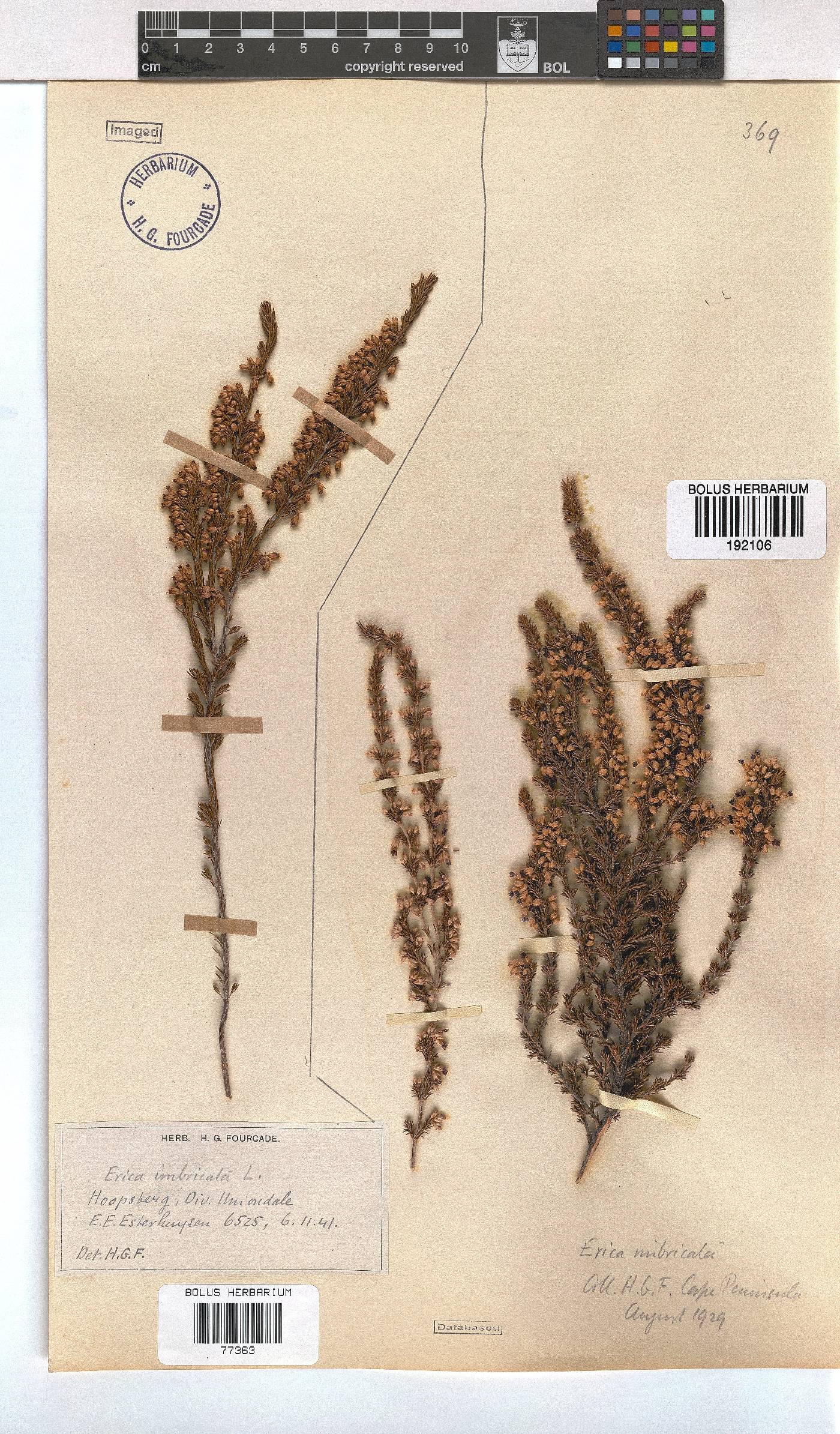 Erica imbricata image