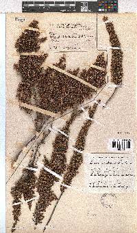 Erica imbricata image