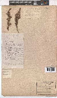 Erica imbricata image