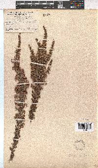 Erica imbricata image