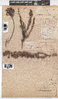 Erica imbricata image