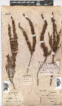 Erica imbricata image