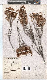 Erica imbricata image