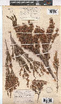 Erica imbricata image