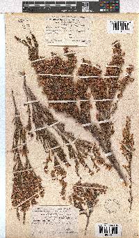 Erica imbricata image