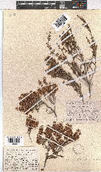 Erica imbricata image