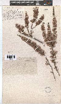 Erica imbricata image