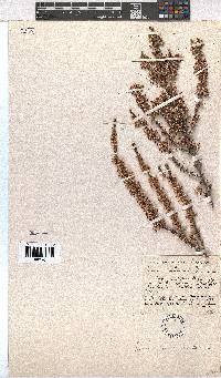 Erica imbricata image