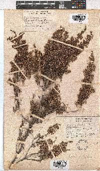 Erica imbricata image