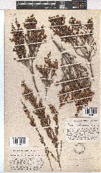 Erica imbricata image