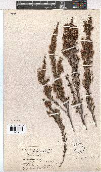 Erica imbricata image