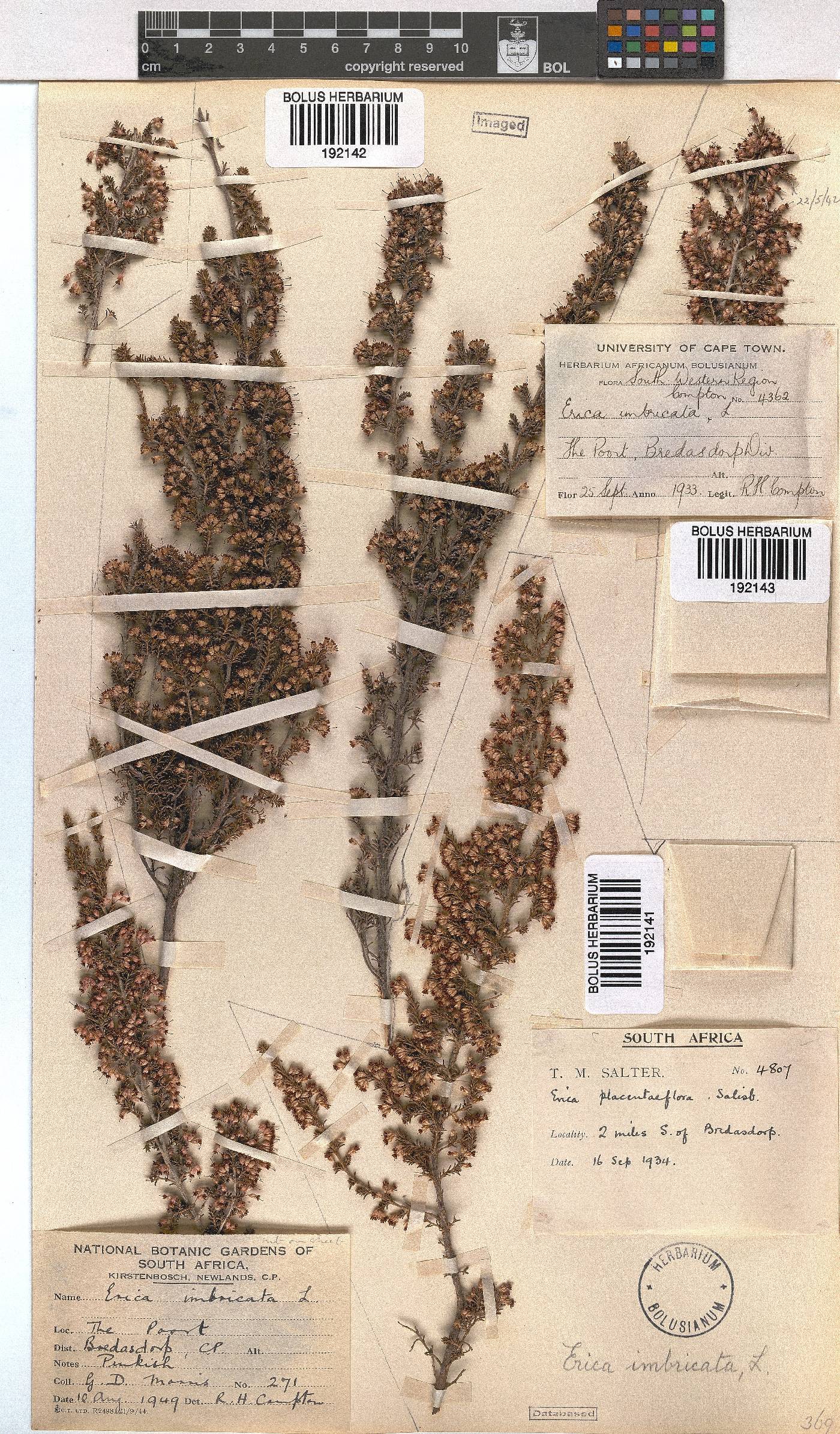 Erica imbricata image