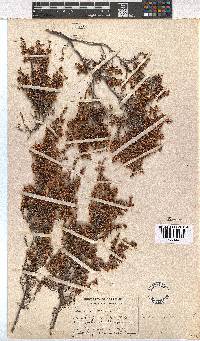 Erica imbricata image