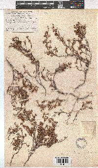 Erica imbricata image