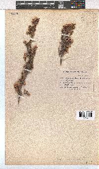 Erica imbricata image