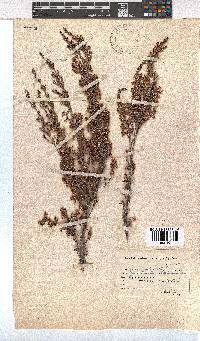 Erica imbricata image