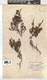 Erica imbricata image